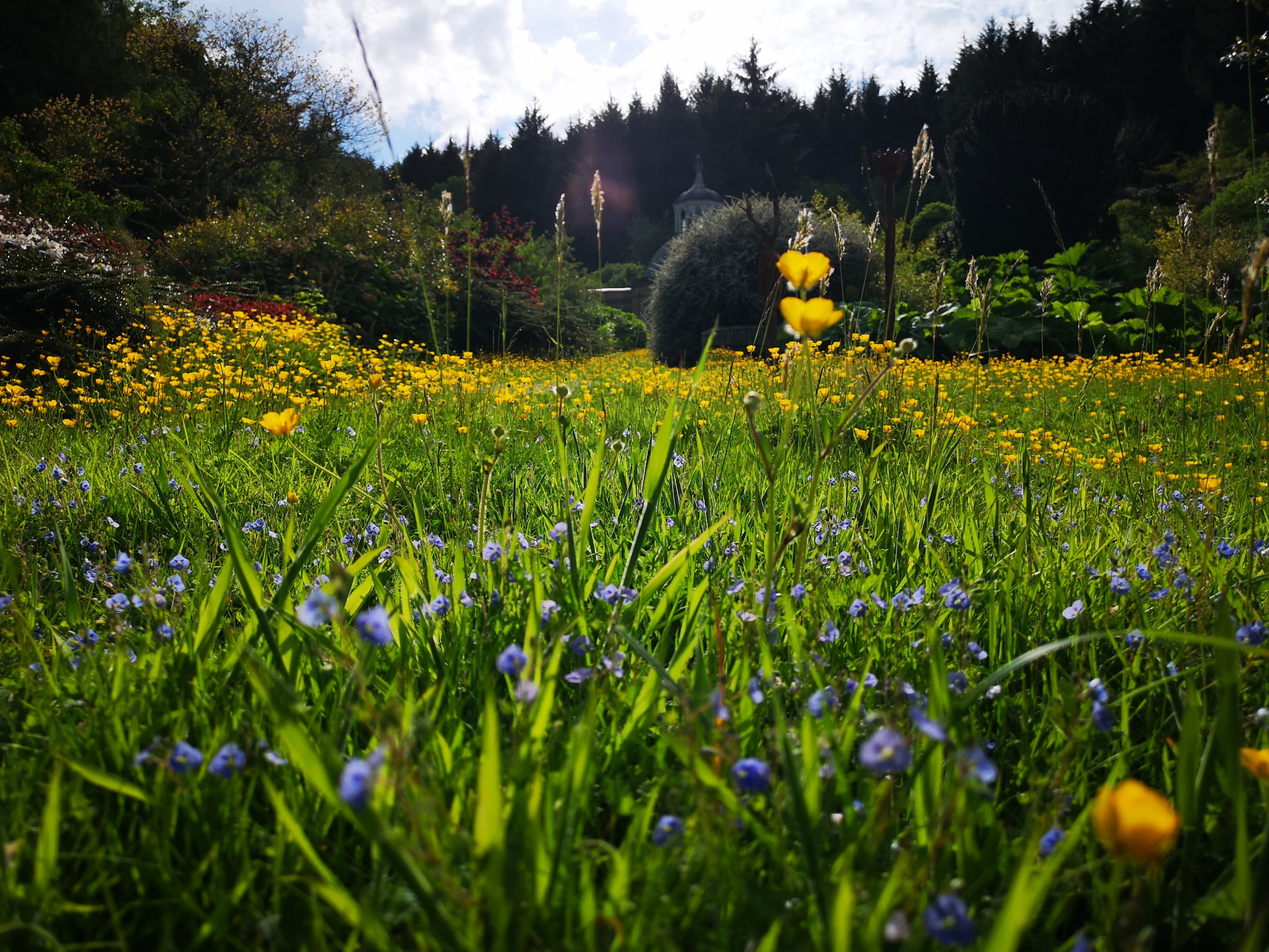 A wildflower meadow in a rewilding park, buttercups and speedwell in the foreground
